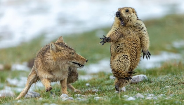Лисиця та переляканий бабак: найкращі фото дикої природи