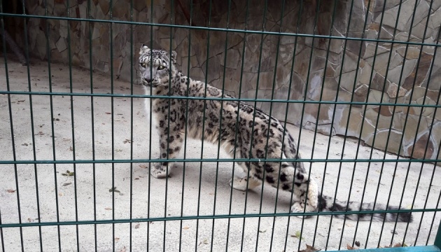 Снігового барса із Франції спецтранспортом привезли у миколаївський зоопарк