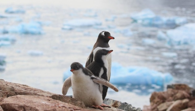 Зміни клімату: острів в Антарктиці окупували 