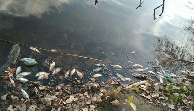 На Житомирщині у річці Уж масово загинула риба