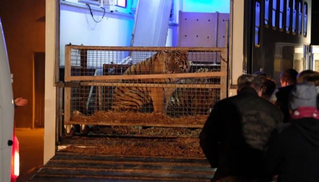 У Польщі врятували від загибелі дев’ятьох тигрів