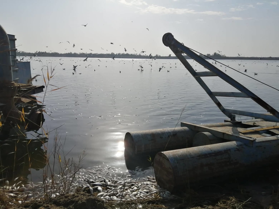 На Херсонщине водолазы поднырнули под 2 миллиона мертвых рыб: что-то нужно решать с трупным ядом