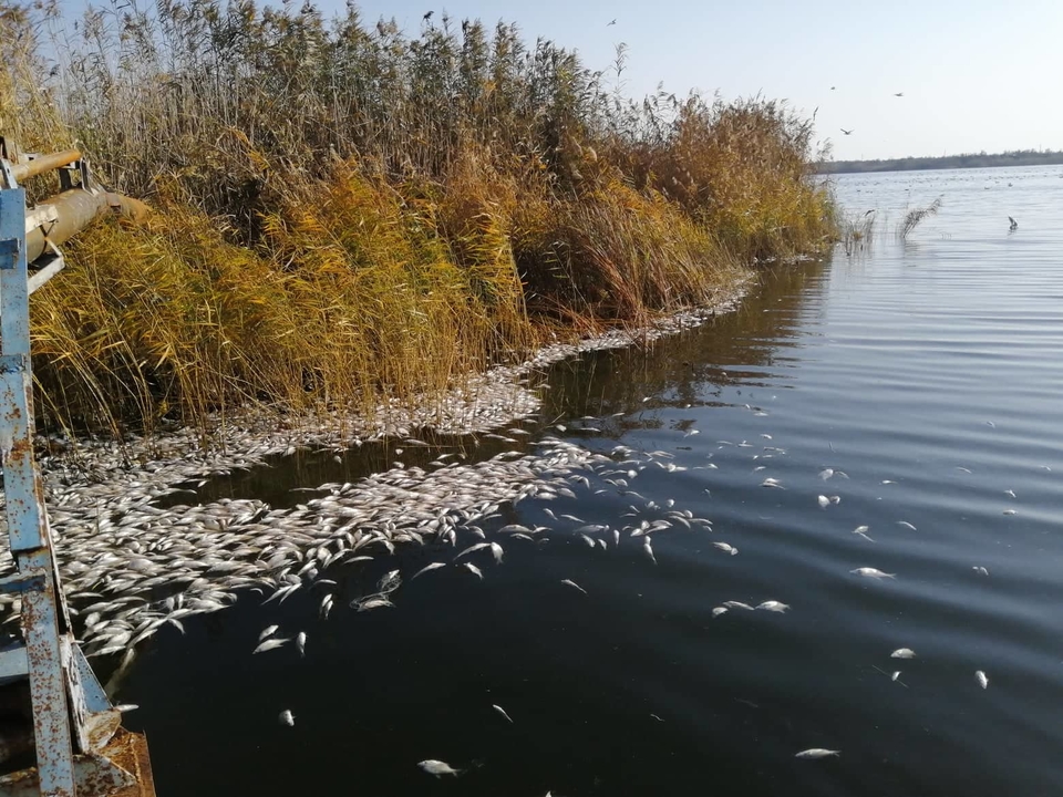 На Херсонщине водолазы поднырнули под 2 миллиона мертвых рыб: что-то нужно решать с трупным ядом