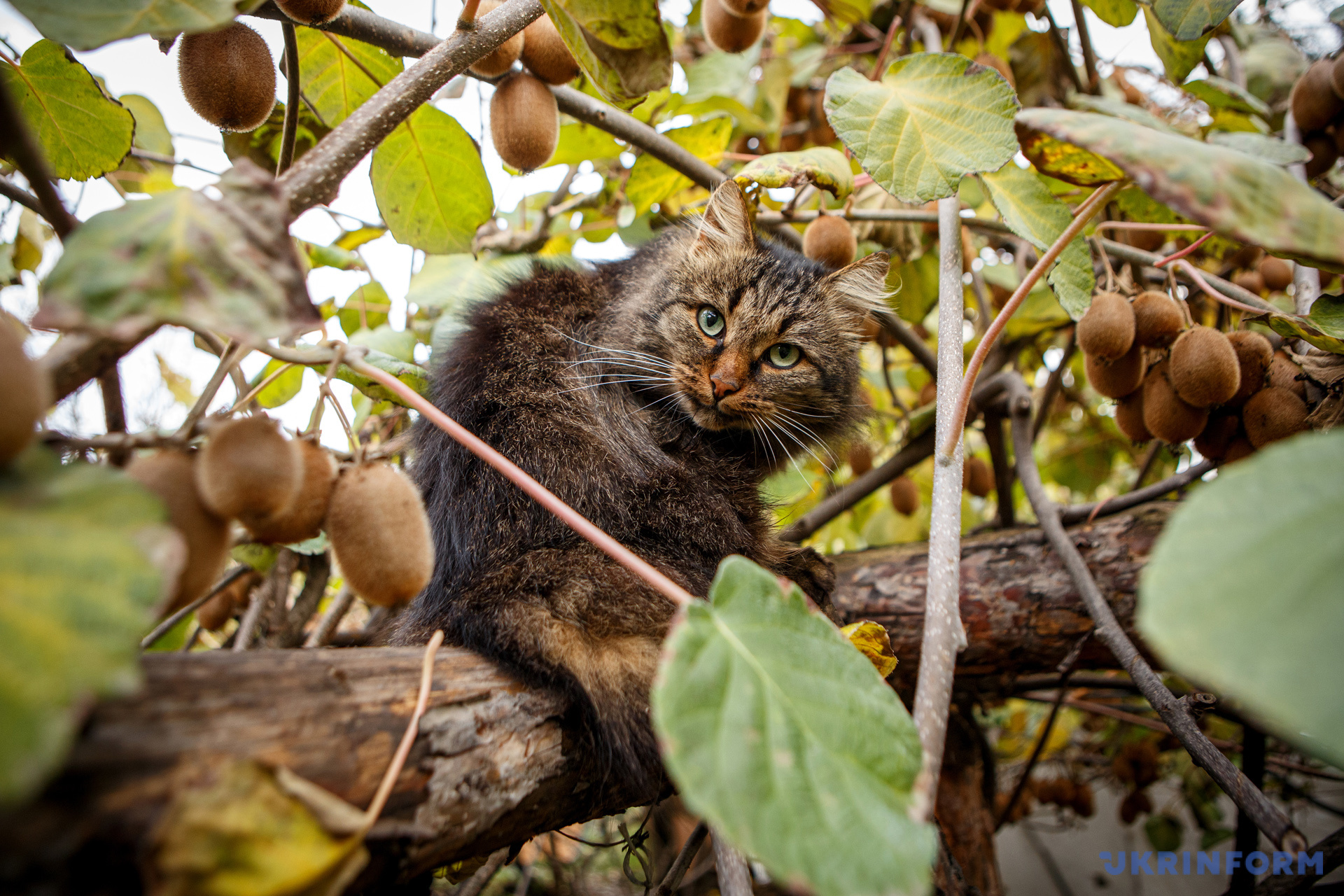 Кот среди плодов киви морозостойкого сорта. Фото: Сергей Гудак/Укринформ