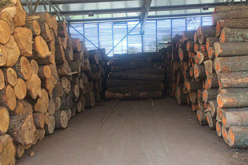 Exportaciones ilegales de madera robada en la región de los Cárpatos causa daños al Estado por UAH 2 millones