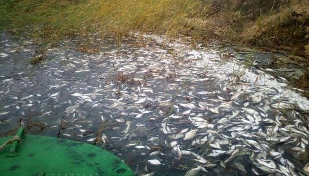 На Херсонщині шукають винних у масовій загибелі риби у Дніпрі