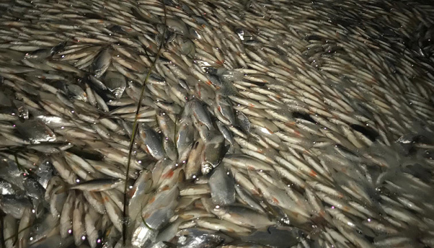 Загибель риби на Херсонщині: голова ОДА не виключає диверсію