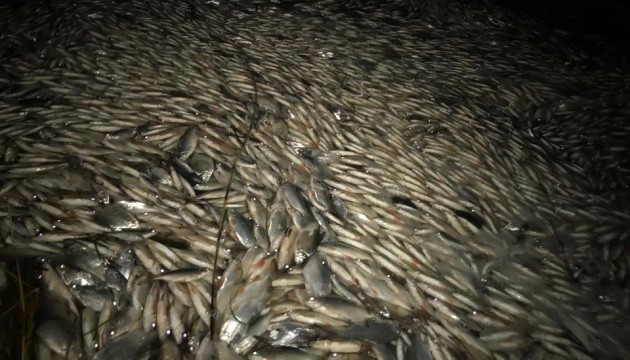 На Херсонщині загинуло понад 2 мільйони рибин