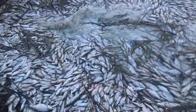 Масова загибель риби на Херсонщині: поліція відкрила справу