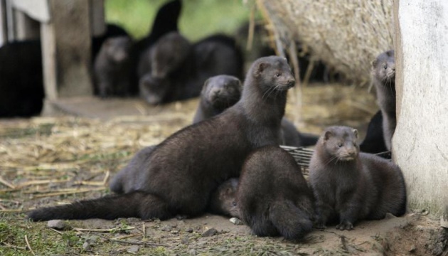 Ukrainian mink farms ready to vaccinate mink against coronavirus