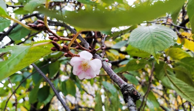 У Мукачеві зацвіла “осіння” сакура