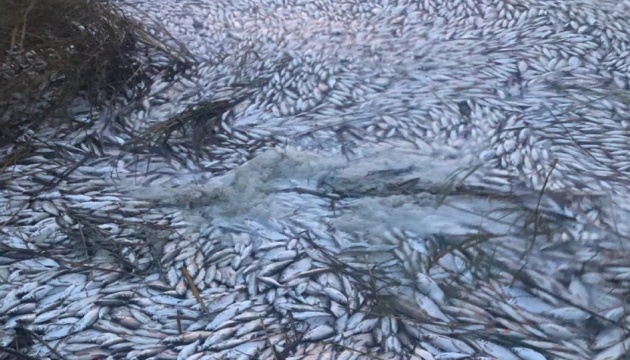 Сірководень чи аміак: вчені з’ясовують, чому на Херсонщині гине риба