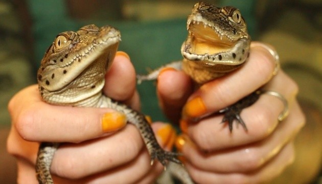 Харківський зоопарк обміняв дитинчат нільських крокодилів на варанів
