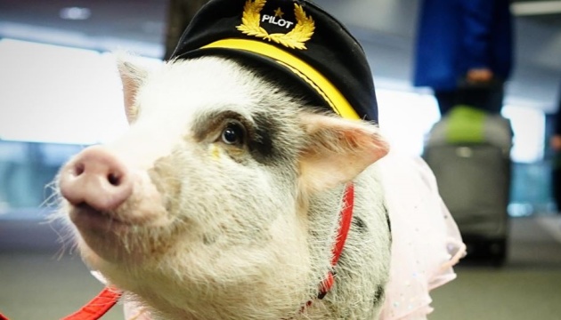 Свинка-терапевт допомагає пасажирам зняти стрес в аеропорту Сан-Франциско