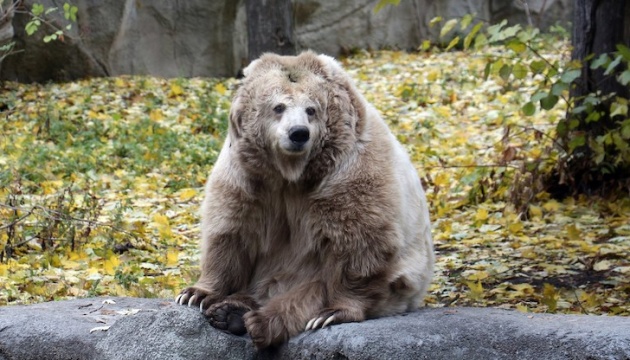 У Київському зоопарку перший ведмідь впав у зимову сплячку