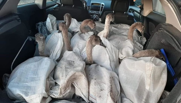 Четверо лебедів із Чернігівщини переїхали до Межигірського притулку