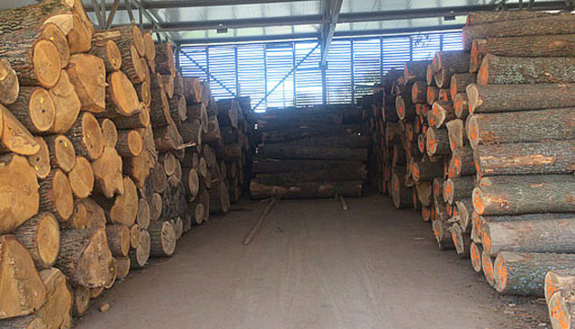 Exportaciones ilegales de madera robada en la región de los Cárpatos causa daños al Estado por UAH 2 millones
