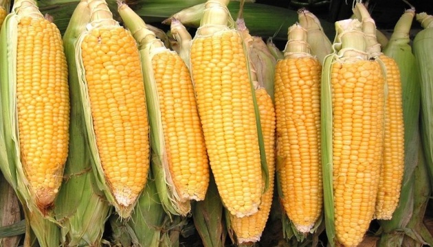 Українська кукурудза на експорт додає в ціні