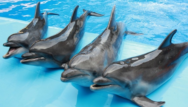 Раді пропонують заборонити дельфінарії в Україні