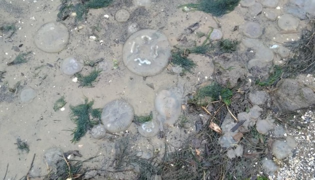 Берег Дніпро-Бузького лиману вкрився медузами