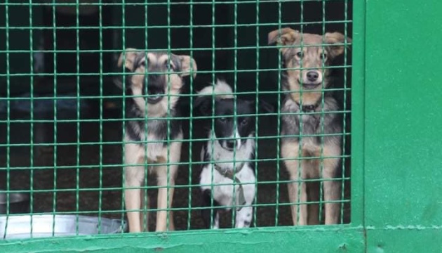 Після протестів зоозахисників у Дніпро повернули собак, яких вивезли до Харкова