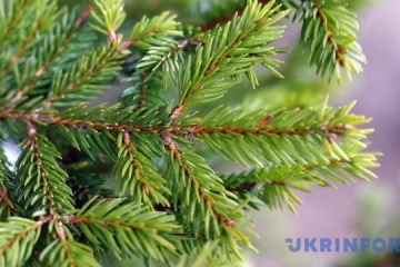 L’Église orthodoxe ukrainienne exhorte à ne pas « tuer » des sapins pour Noël