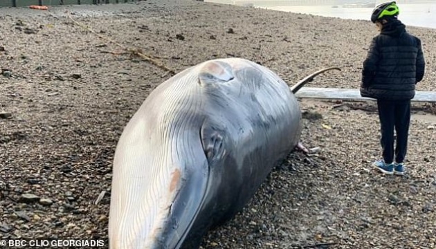 Під мостом у Лондоні виявили тіло кита