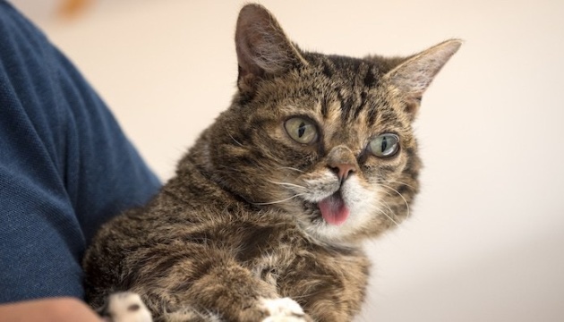 У США помер кіт, що був зіркою Instagram