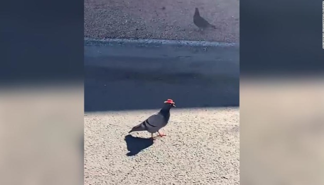 У Лас-Вегасі літають голуби у ковбойських капелюхах