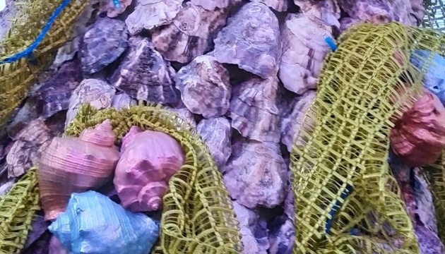 На Одещині з’явилась ялинка з мушлів і сани для 76 людей