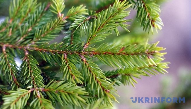 L’Église orthodoxe ukrainienne exhorte à ne pas « tuer » des sapins pour Noël 