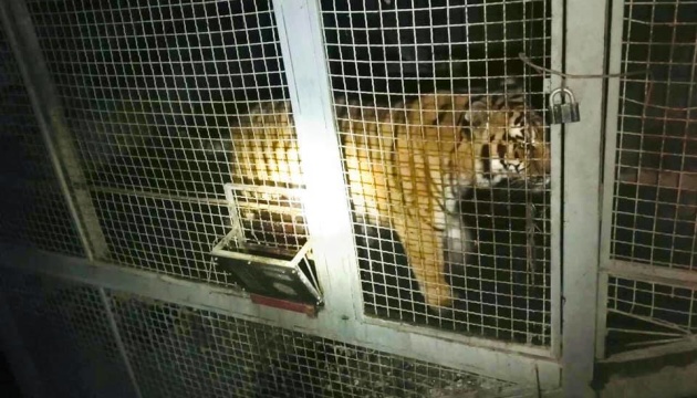 У Києві знайшли тигрів у клітках, яких власник залишив без нагляду 