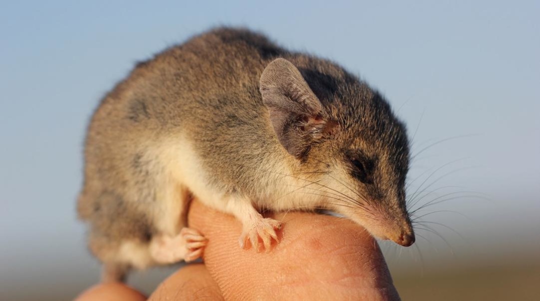 Сумачста миша - ендемік острова Кенгуру
