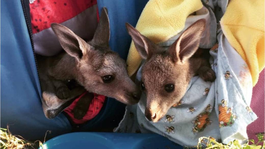 Для дитинчат кенгуру шиють спеціальні сумки