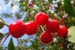 Розвиток садів і теплиць: затвердили перші цьогоріч гранти на ₴51,5 мільйона