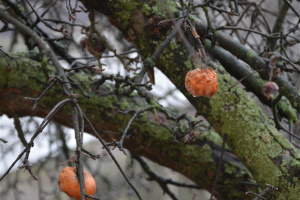 Середа в Україні буде хмарною і без опадів, удень до +11°