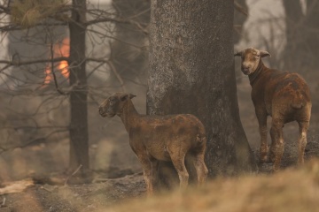 Incendies en Australie : Plus d'un milliard d'animaux morts dans les flammes