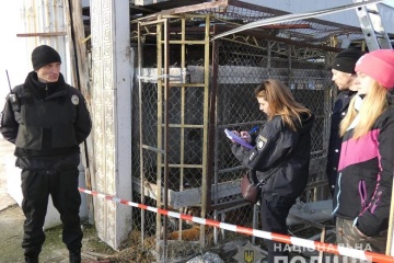 Покинуті на острові: троє самок тигрів — на реабілітації під Полтавою