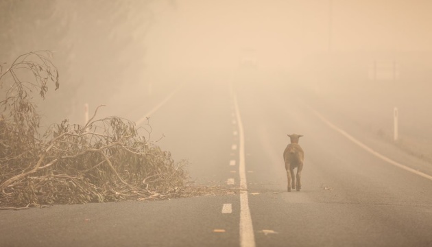 Пожежі в Австралії: кількість загиблих тварин перевищила мільярд