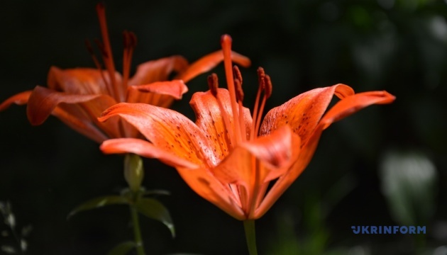 В Україні переважно без опадів, вдень до +33°