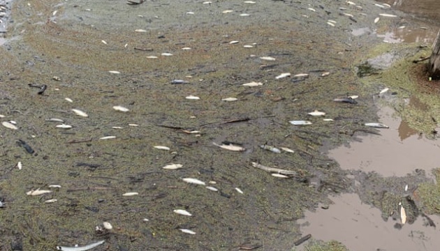В Австралії через попіл від пожеж загинули сотні тисяч риб