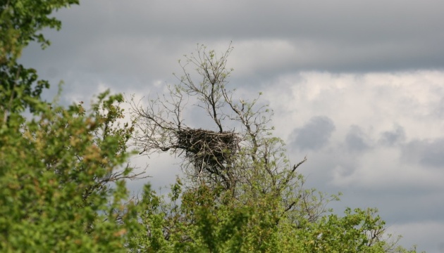 На Миколаївщині браконьєри зрізали дерева, де гніздилися орлани-білохвости