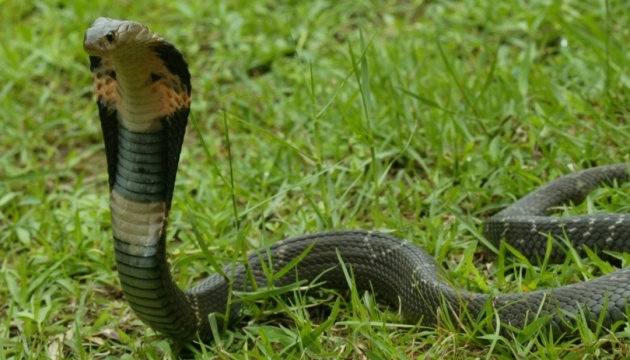 Джерелом нового вірусу в Китаї могли бути змії
