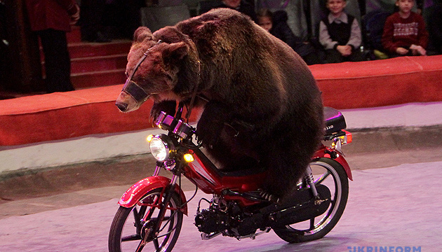 Le ministère de la Culture de l’Ukraine prépare un projet de loi interdisant l'utilisation d'animaux dans les cirques