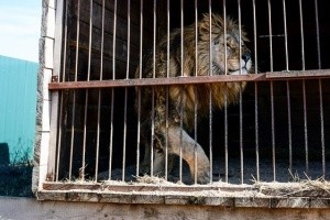 Какая судьба ждет цирковых животных и их дрессировщиков в Украине?