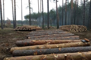 Директора лісгоспу на Чернігівщині підозрюють у незаконних вирубках на ₴39 мільйонів