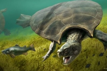 В Южной Америке нашли останки гигантской древней черепахи с рогами