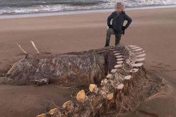 В Шотландии нашли скелет неизвестного морского животного