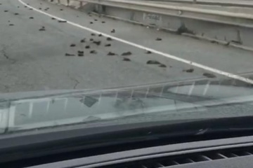 В Каталонии массово гибнут скворцы