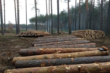 Держпідприємства лісової галузі у I кварталі отримали ₴5,45 мільярда чистого доходу